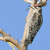 Yellow-bellied Sapsucker